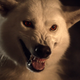 Imagen para el artículo titulado Por qué no viste a Ghost, el lobo de Jon Snow, en el último capítulo de Juego de Tronos